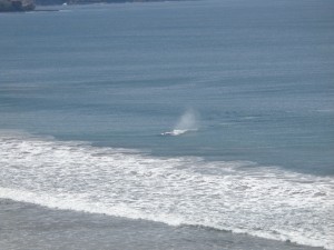 beached whale nicaragua