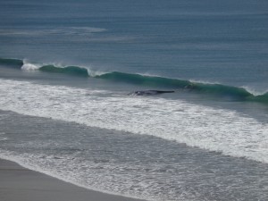 beached whale nicaragua