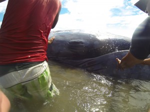beached whale nicaragua
