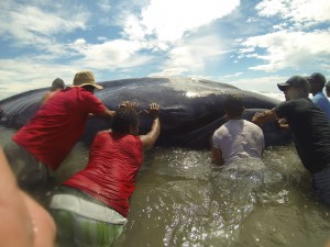 beached whale nicaragua