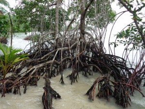 Bocas del Toro