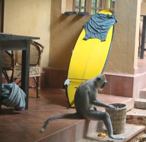 surfen in sri lanka