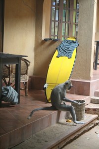 surfen in sri lanka