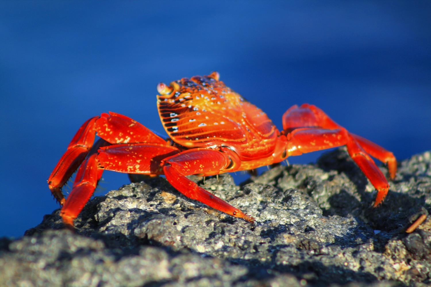 surfing galapagos