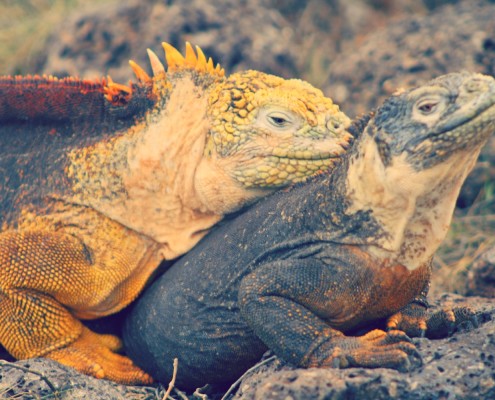 surfing galapagos