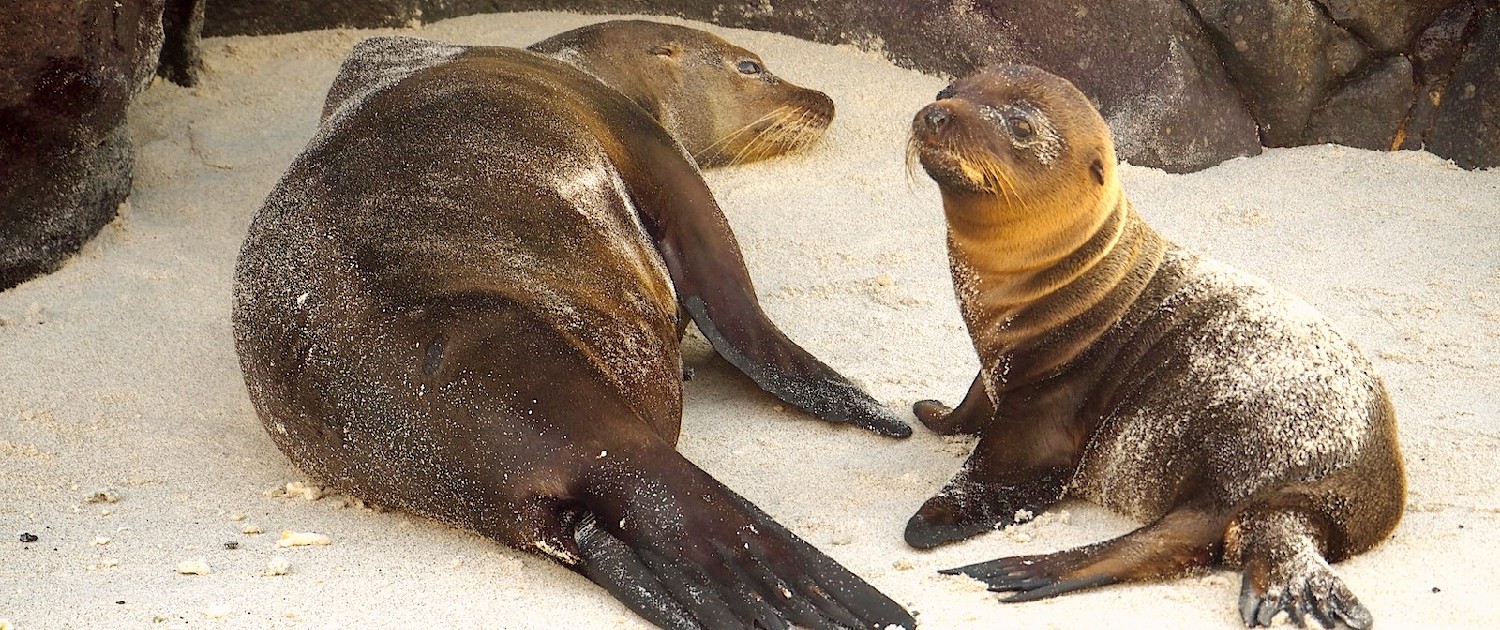 surfing galapagos