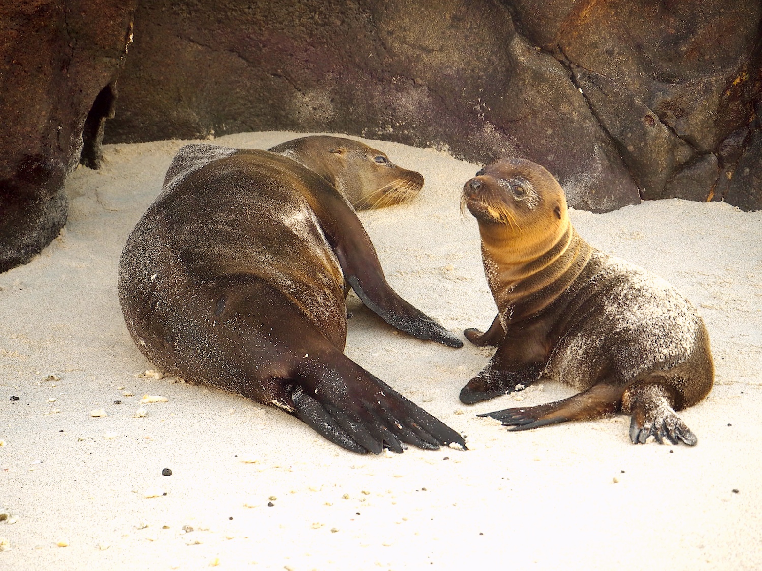 surfing galapagos