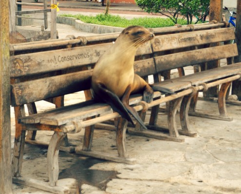 surfing galapagos