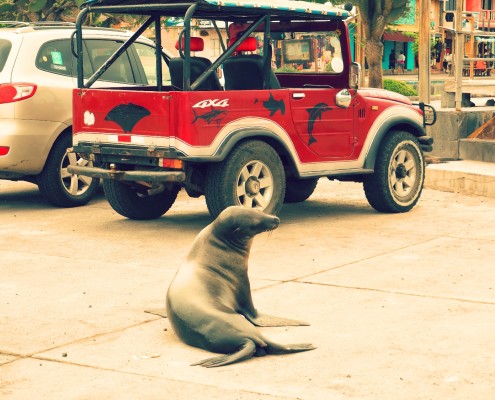 surfing galapagos