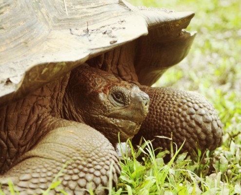 surfing galapagos